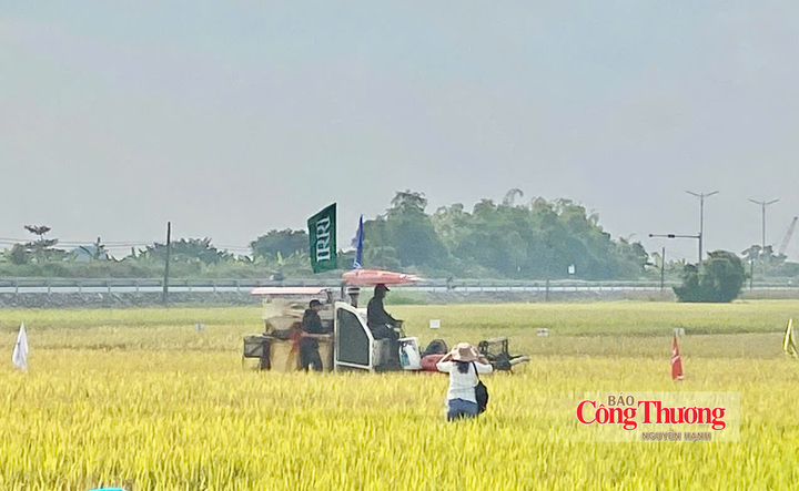Mô hình lúa xanh ở Ninh Bình giúp giảm chi phí, mở hướng sản xuất tuần hoàn.