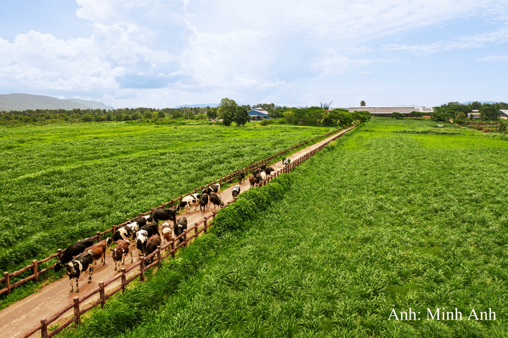 Từ tầm nhìn tự chủ nguồn nguyên liệu sữa tươi trong nước, đến nay, Vinamilk đã có 15 trang trại đạt các chuẩn mực quốc tế như Global S.L.P., ISO 9001:2015, EU Organic.