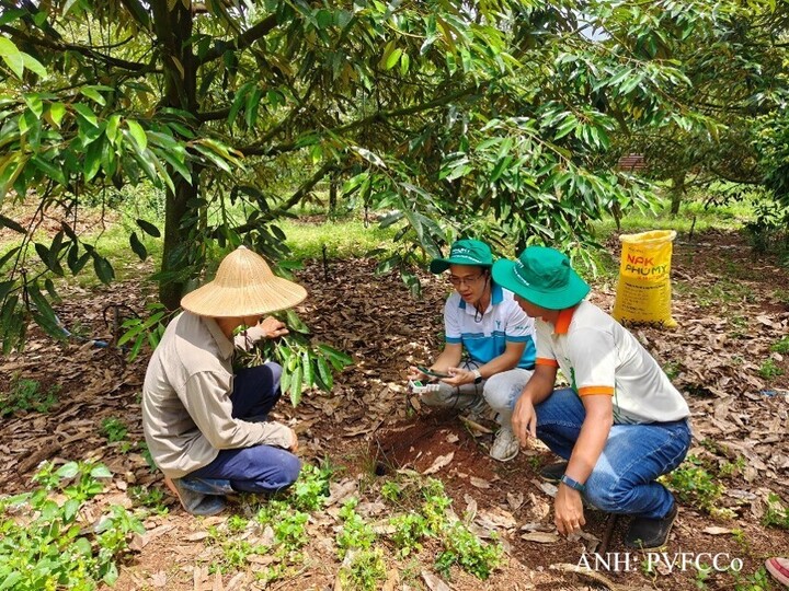 Cán bộ Phú Mỹ hướng dẫn bà con sử dụng thiết bị đo và phân tích đất. Ảnh: PVFCCo