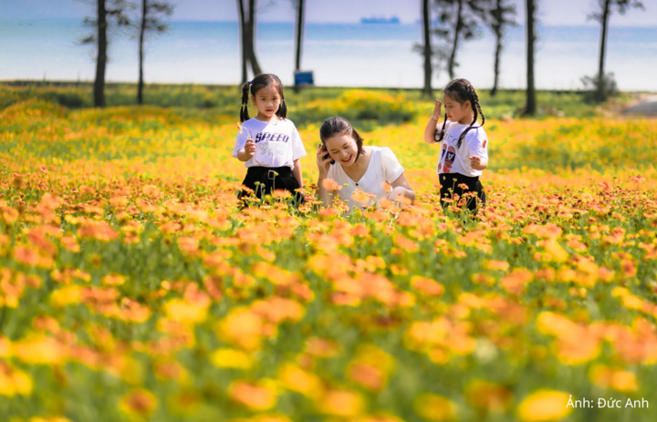Hoa cúc biển - loài hoa đặc trưng, biểu tượng của du lịch Cửa Lò.