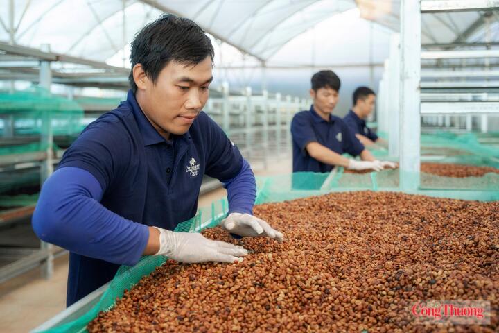 Vĩnh Hiệp lựa chọn phát triển cà phê hữu cơ