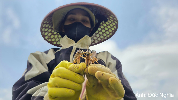 Trong ngày, dế được người dân đào bắt ở các bãi bồi dọc sông Sê Pôn rồi bán cho tiểu thương tại khu chợ này. Đây là mặt hàng được nhiều người tìm mua và tại các nhà hàng, dế được chế biến thành nhiều món hấp dẫn như nướng, chiên giòn...