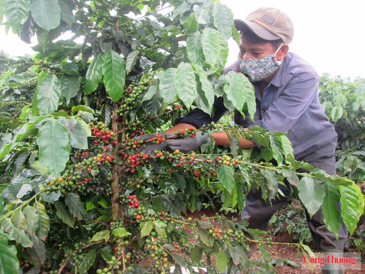 Cà phê là một trong những sản phẩm đặc trưng của địa phương