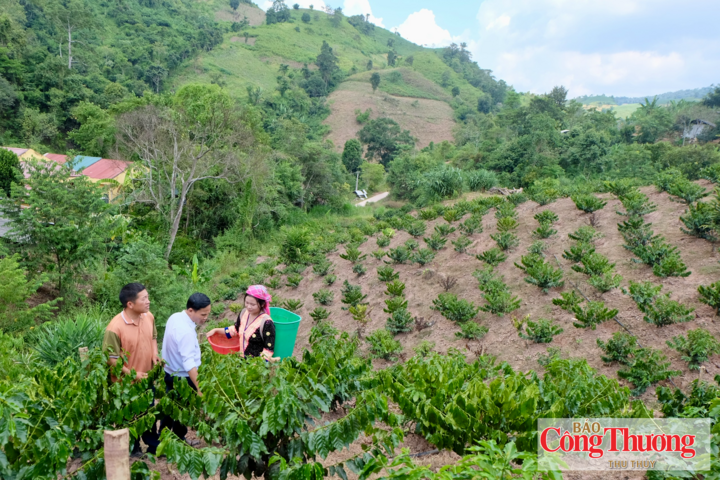 Những vườn cà phê đang mở ra hướng phát triển kinh tế mới cho người dân xã Nà Bủng, tỉnh Điện Biên.
