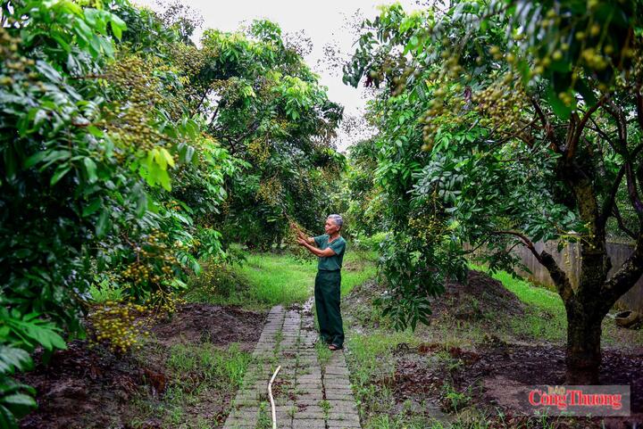Hưng Yên hiện có gần 2.000 ha trồng nhãn theo quy trình VietGAP. Ảnh: Phương Cúc