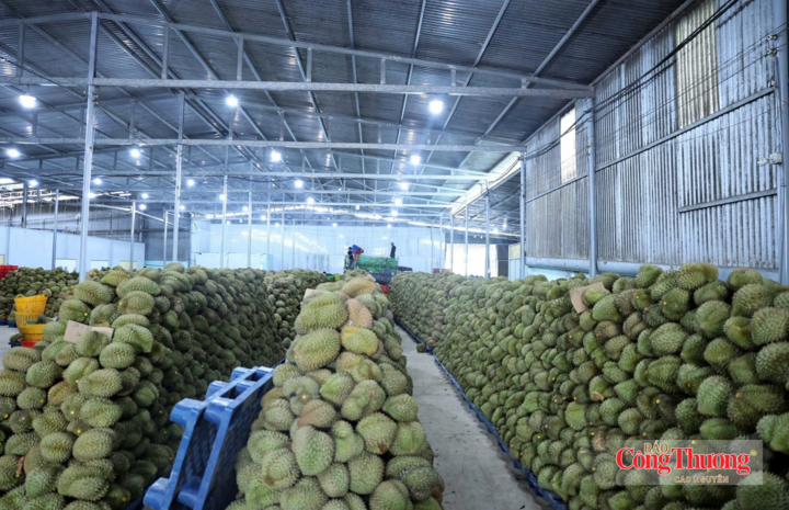 Với quy mô vùng trồng và sản lượng lớn, sầu riêng Đắk Lắk cần được chuẩn hóa để phục vụ xuất khẩu.