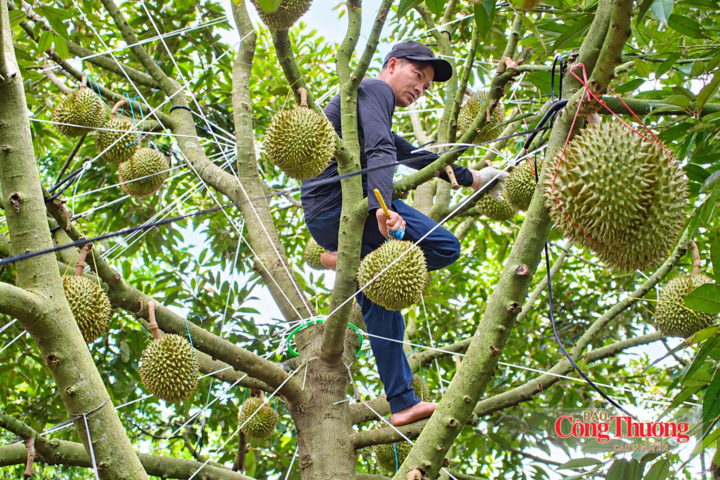 Các tổ kỹ thuật sẽ trực tiếp hướng dẫn người trồng sầu riêng thực hiện quy trình chăm sóc, đáp ứng yêu cầu xuất khẩu.