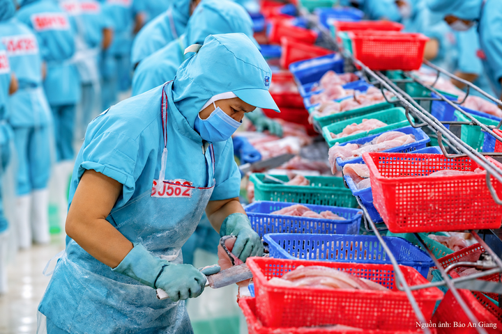 Hoạt động chế biến thủy sản tại An Giang, mắt xích quan trọng trong chuỗi cung ứng từ vùng nguyên liệu đến thị trường xuất khẩu.