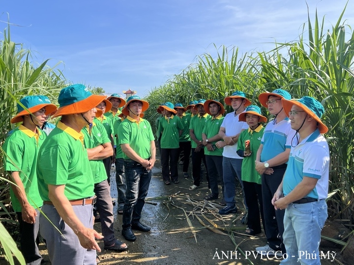 Hướng dẫn bà con nông dân kỹ thuật canh tác trên cây trồng. Ảnh: PVFCCo – Phú Mỹ