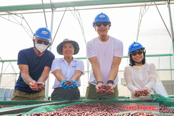 Hạt cà phê Robusta sau thu hoạch tại vùng trồng Hàm Rồng (Gia Lai).
