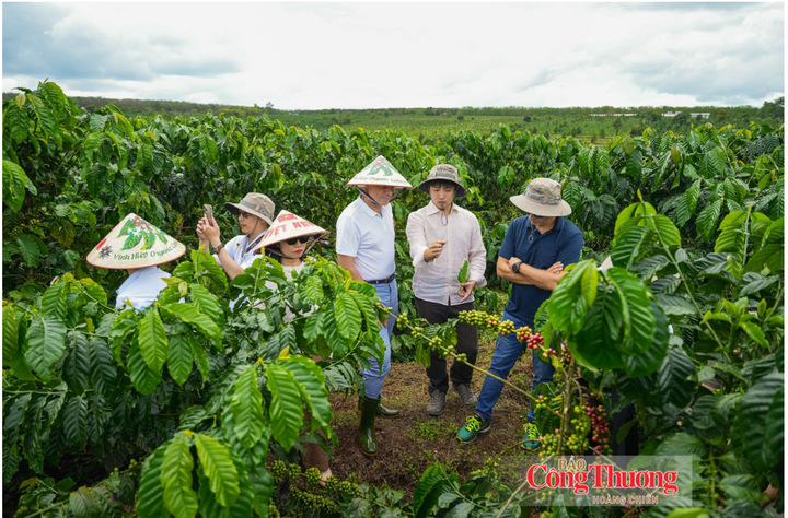Vùng trồng cà phê Vĩnh Hiệp Organic Coffee Farm tại vùng đất núi lửa Hàm Rồng, Gia Lai.