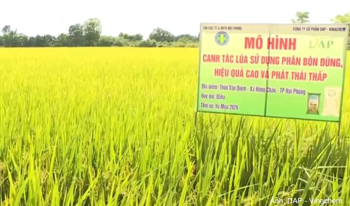 Triển khai mô hình “Canh tác lúa sử dụng phân bón đúng, hiệu quả cao và phát thải thấp” tại xã Hồng Châu.