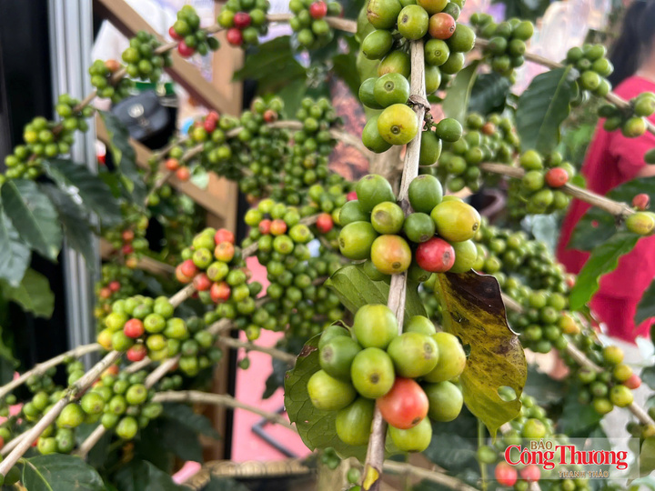 Sơn La có khoảng 44.000 ha cà phê, trong đó 30.000 ha đang cho thu hoạch, sản lượng dự kiến trên 55.000 tấn cà phê nhân