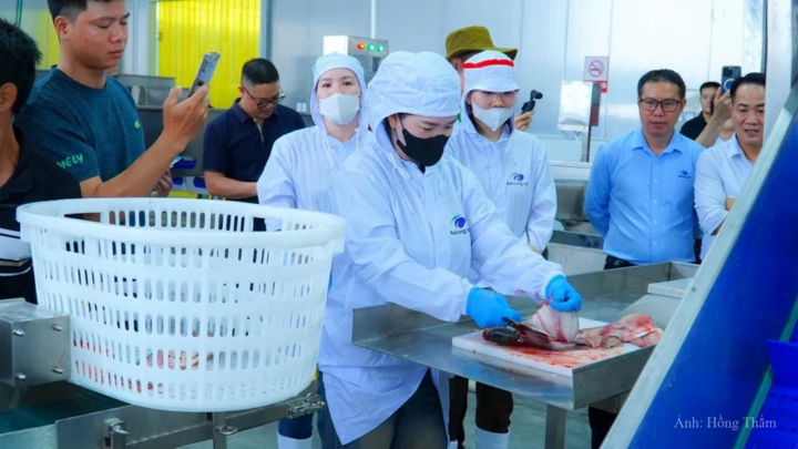 Dây chuyền chế biến cá rô phi xuất khẩu tại nhà máy ở Khu công nghiệp Tiền Hải, xã Đồng Châu, tỉnh Hưng Yên.