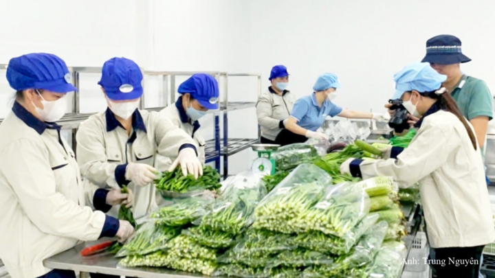 Đóng gói các sản phẩm rau tại Hợp tác xã Sản xuất và Kinh doanh dịch vụ nông nghiệp Văn Đức.