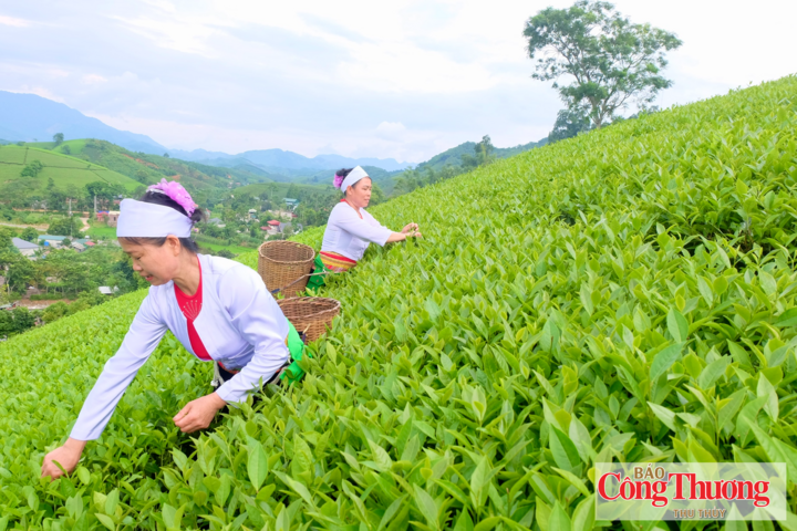 Cây chè là một trong những cây trồng chủ lực, gắn bó với đời sống và sinh kế của người dân tỉnh Phú Thọ.