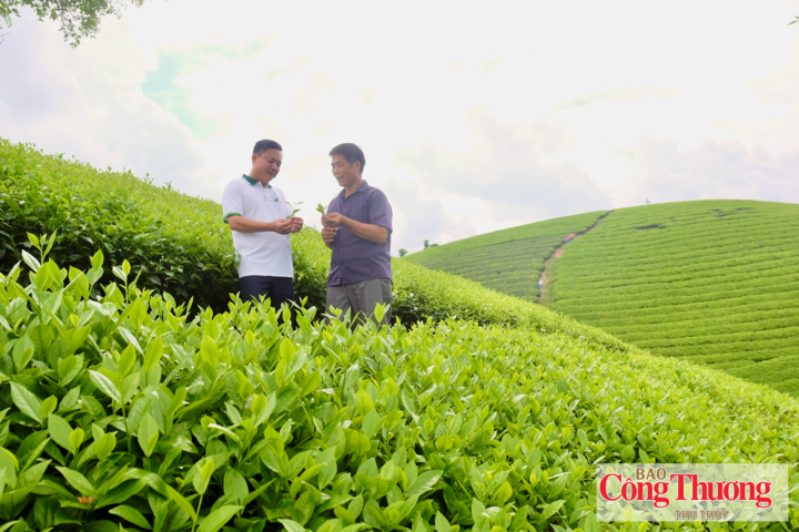Tỉnh Phú Thọ hiện có khoảng 14.500 ha chè, năng suất bình quân đạt 133 tạ/ha, sản lượng khoảng 193.000 tấn.