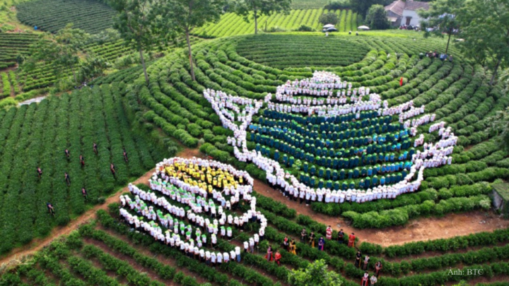 Các chương trình trải nghiệm tại những vùng chè giúp du khách, chuyên gia và đối tác quốc tế trực tiếp tìm hiểu vùng nguyên liệu, kỹ thuật chế biến, văn hóa và đời sống của người làm chè.