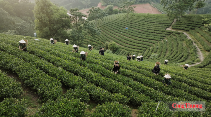 Thu hoạch chè tại đồi chè Quân Chu, Thái Nguyên.