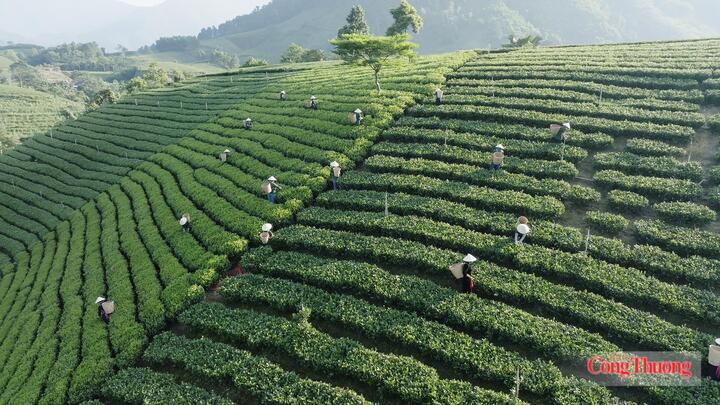 Đồi chè Quân Chu, tỉnh Thái Nguyên.
