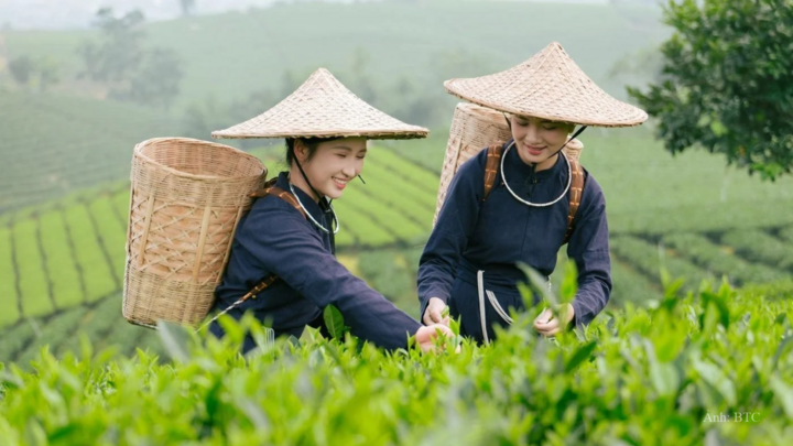 World Master Tea Vietnam 2026” là hoạt động nằm trong chuỗi các hoạt động trọng điểm tại Festival Trà Quốc tế - Thái Nguyên năm 2026.