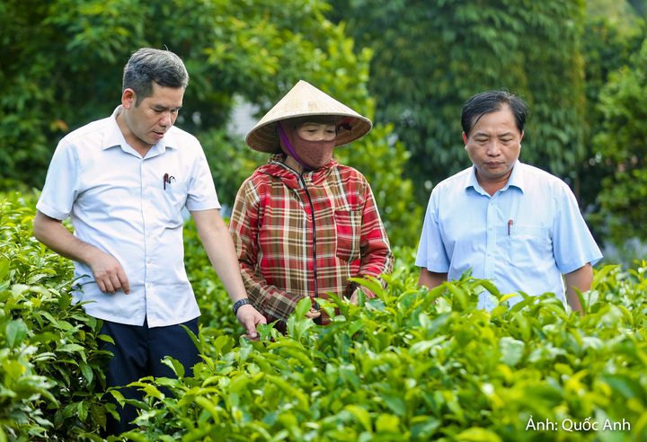 Lãnh đạo xã Thọ Bình đi thăm vùng nguyên liệu chè của hộ gia đình bà Cao Thị Hoa.