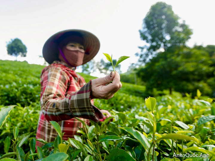 Gia đình bà Cao Thị Hoa có 1,5 ha chè được trồng từ năm 1993.