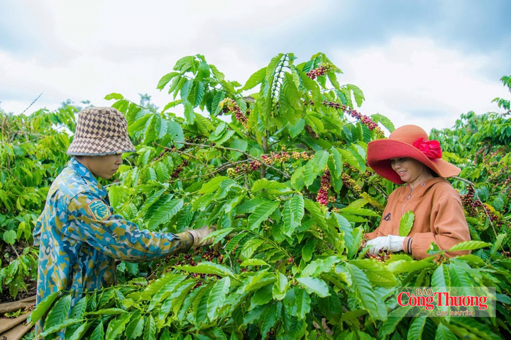 Thương hiệu Cà phê Buôn Ma Thuột đã được bảo hộ tại 32 quốc gia.