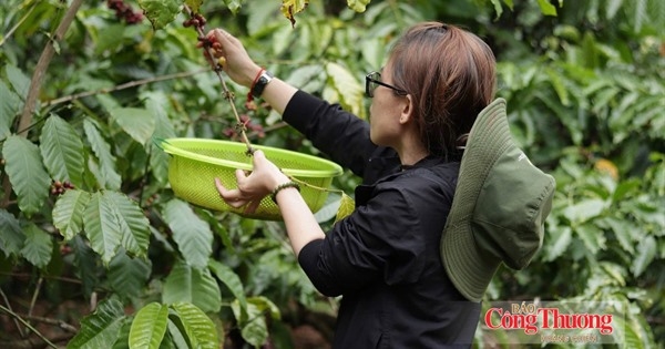 Giá cà phê hôm nay 8/10/2026: Duy trì ngưỡng 93.600 – 94.200 đồng/kg