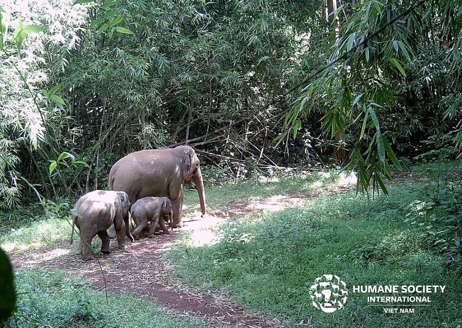 Ngày Voi thế giới đã trở thành cơ hội để mọi người cùng nâng cao nhận thức về bảo vệ voi; tìm kiếm các giải pháp giảm xung đột giữa voi và người; cũng như nỗ lực bảo tồn loài này trong tự nhiên. Ngày Voi thế giới đã trở thành cơ hội để mọi người cùng nâng cao nhận thức về bảo vệ voi; tìm kiếm các giải pháp giảm xung đột giữa voi và người; cũng như nỗ lực bảo tồn loài này trong tự nhiên.
