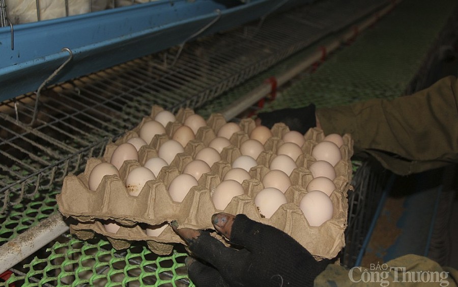 Nghệ An: Khởi nghiệp với... món nợ tiền tỷ Nghệ An: Khởi nghiệp với... món nợ tiền tỷ