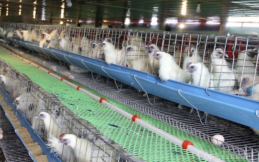 Nghệ An: Khởi nghiệp với... món nợ tiền tỷ Nghệ An: Khởi nghiệp với... món nợ tiền tỷ