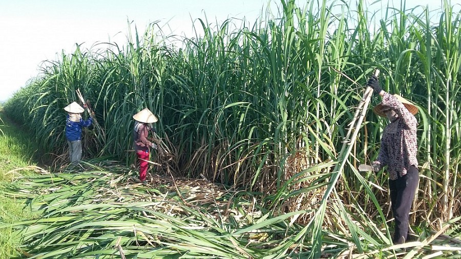 Quyết định 1514/QĐ-BCT áp dụng biện pháp phòng vệ thương mại: Bảo vệ lợi ích chính đáng của ngành mía đường Quyết định 1514/QĐ BCT áp dụng biện pháp phòng vệ thương mại: Bảo vệ lợi ích chính đáng của ngành mía đường