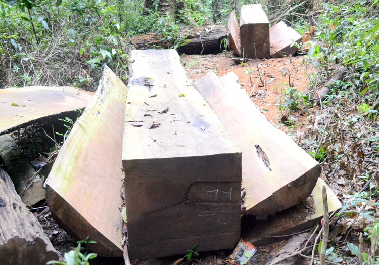 Nhiều bất cập sau sắp xếp đổi mới các công ty lâm nghiệp ở Tây Nguyên theo Nghị quyết 30 của Bộ Chính trị: Bộc lộ nhiều bất cập sau sắp xếp, đổi mới c Nhiều bất cập sau sắp xếp đổi mới các công ty lâm nghiệp ở Tây Nguyên theo Nghị quyết 30 của Bộ Chính trị: Bộc lộ nhiều bất cập sau sắp xếp, đổi mới c