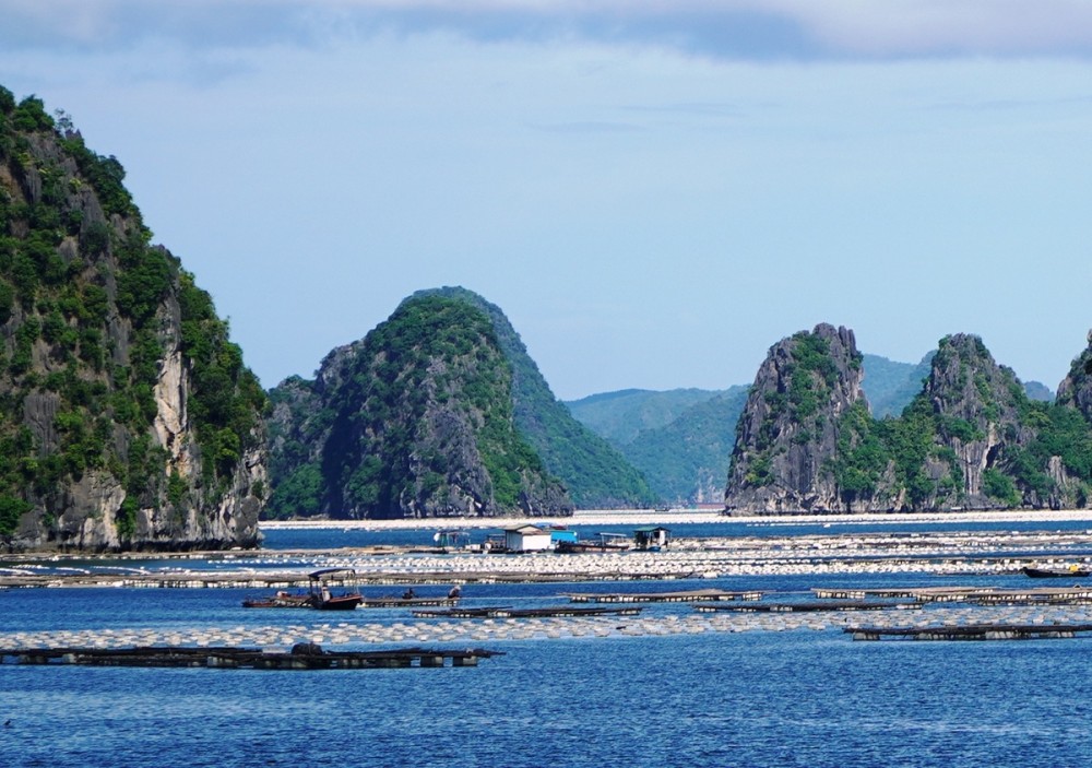 Lồng bè nuôi trồng thủy hải sản ở vịnh Bái Tử Long Lồng bè nuôi trồng thủy hải sản ở vịnh Bái Tử Long