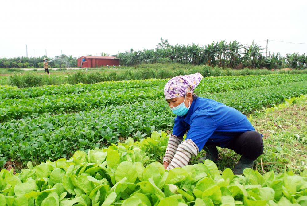 Liên kết sản xuất nông sản: Nhiều lợi ích