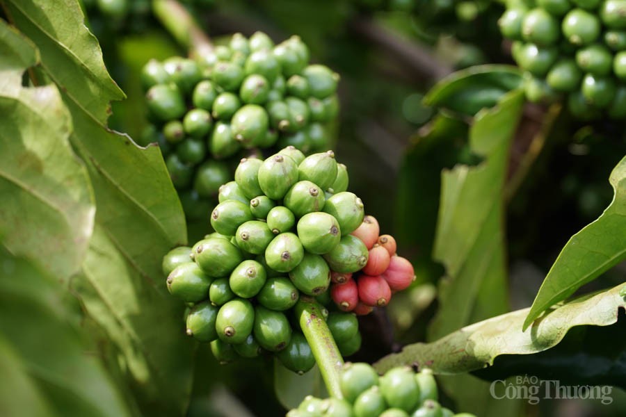 Giá cà phê hôm nay, ngày 5/9: Sau một tuần liên tục giảm, giá cà phê sẽ biến động ra sao? Giá cà phê hôm nay, ngày 5/9: Sau một tuần liên tục giảm, giá cà phê sẽ biến động ra sao?