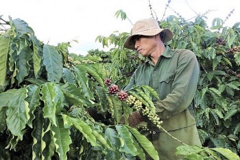 Giá cà phê hôm nay 6/9: Giá cà phê trong nước không biến động nhiều