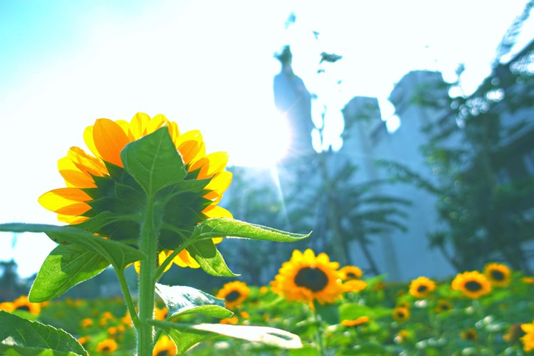 Sun World Ba Den Mountain tổ chức đêm hội trăng rằm với nhiều hoạt động hấp dẫn Sun World Ba Den Mountain tổ chức đêm hội trăng rằm với nhiều hoạt động hấp dẫn