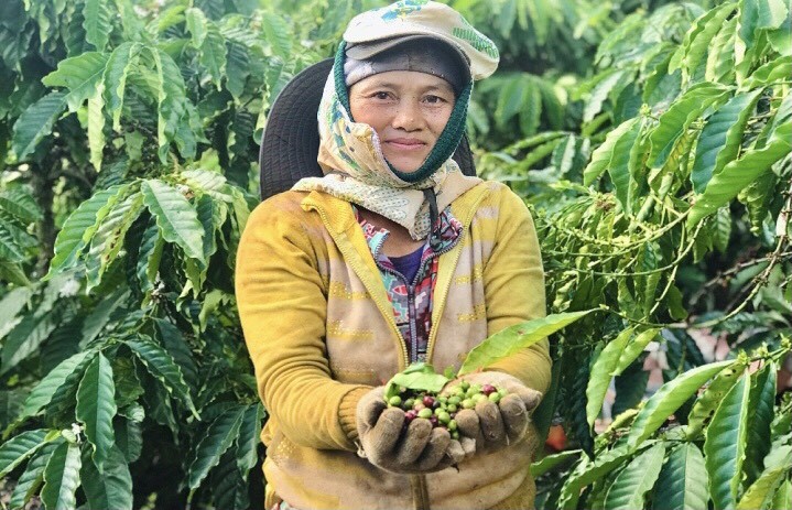 Giá cà phê hôm nay 8/9: Giá cà phê trong nước tăng mạnh 800 đồng/kg Giá cà phê hôm nay 8/9: Giá cà phê trong nước tăng mạnh 800 đồng/kg