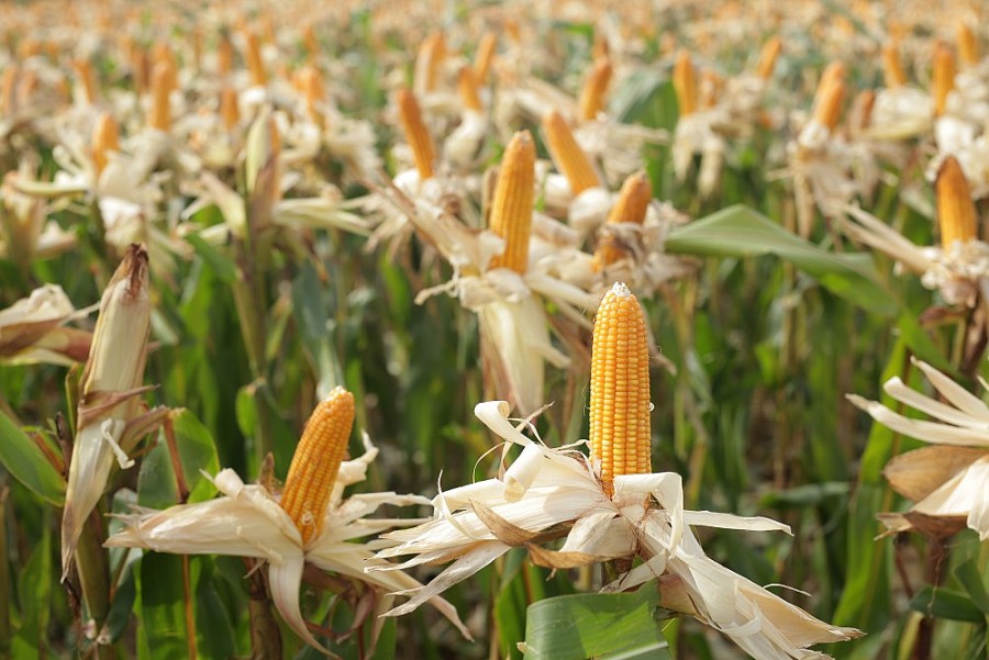 Ngô BĐG được trồng tại Việt Nam (Nguồn: CropLife Việt Nam) Ngô BĐG được trồng tại Việt Nam (Nguồn: CropLife Việt Nam)