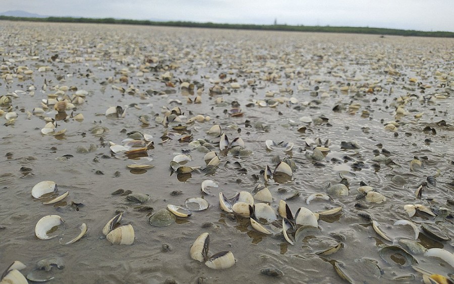 Bãi bồi ở xã Mai Phụ trắng xóa vì xác ngao bị chết.