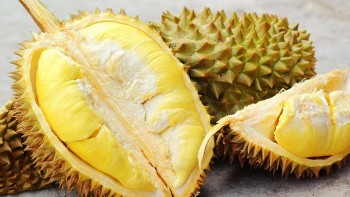 Sau khi sầu riêng được xuất khẩu chính ngạch, không để tình trạng phát triển
