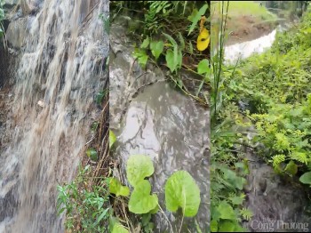 Trại heo 60 ha tại tỉnh Đồng Nai xả thải gây ô nhiễm môi trường, người dân kêu cứu