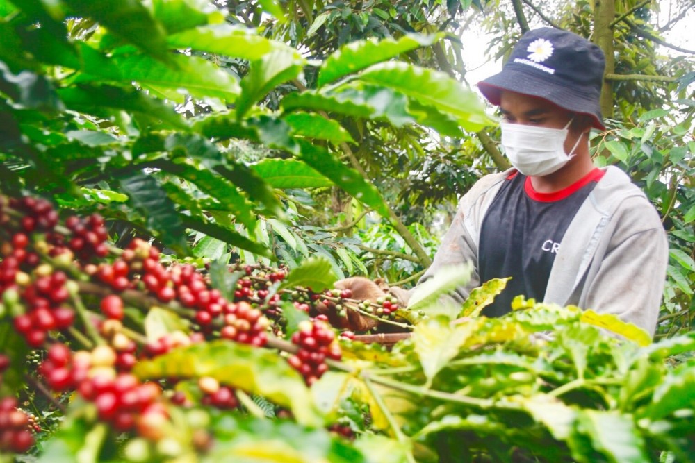 Giá cà phê hôm nay 21/9: Giá cà phê trong nước ở mức 46.900 - 47.500 đồng/kg