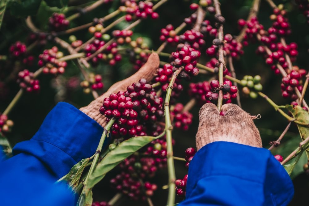 Đắk Lắk: Bắt giữ đối tượng giả làm luật sư để lừa đảo