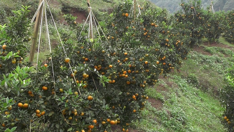 Hướng tới trở thành trung tâm nông nghiệp công nghệ cao