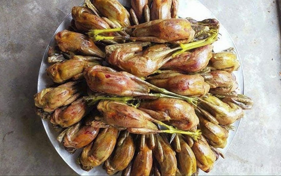 Phá hủy hàng nghìn cạm bẫy, giải cứu chim trời thoát nạn tận diệt Phá hủy hàng nghìn cạm bẫy, giải cứu chim trời thoát nạn tận diệt