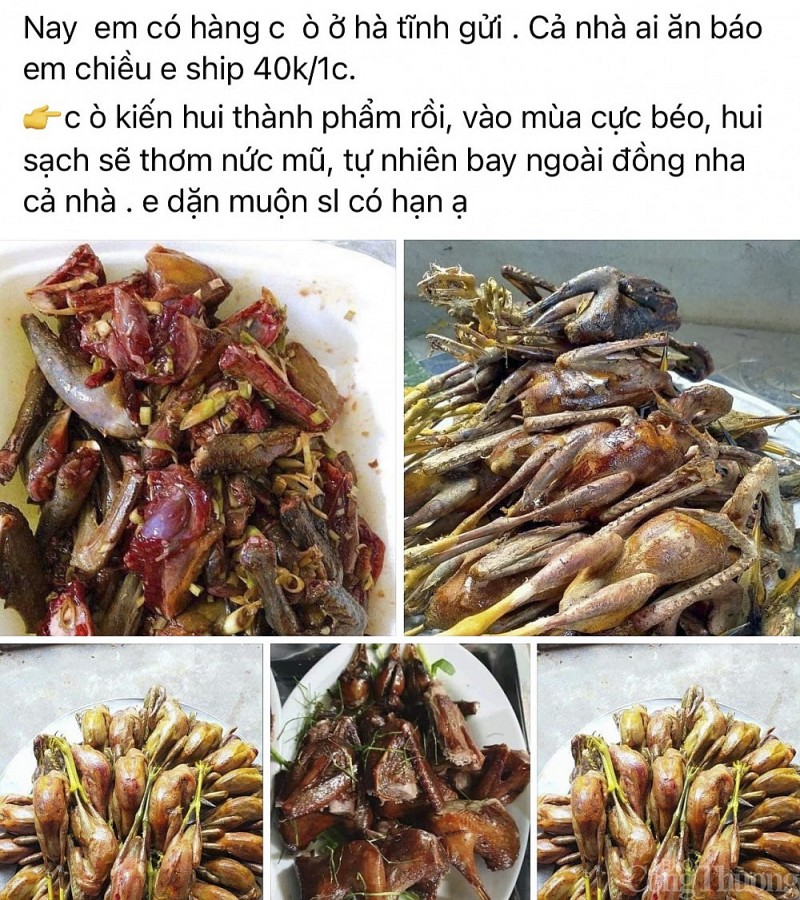 Phá hủy hàng nghìn cạm bẫy, giải cứu chim trời thoát nạn tận diệt Phá hủy hàng nghìn cạm bẫy, giải cứu chim trời thoát nạn tận diệt