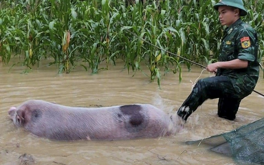 Nước lũ chạm mái nhà, Nghệ An nhiều nơi bị chia cắt Nước lũ chạm mái nhà, Nghệ An nhiều nơi bị chia cắt